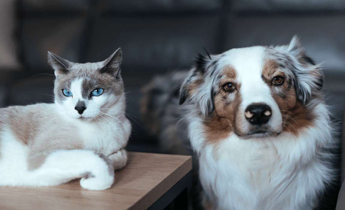 Pet-friendly living at Ranch at Huntsville in Huntsville, TX